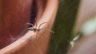 can-pest-control-help-with-spiders-in-meridian-homes?